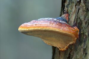 Hongo Reishi